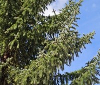 Picea omorika - Servische Spar - 2
