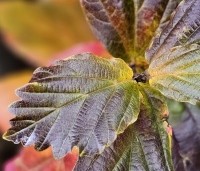 Parrotia persica 'Cherry Tips' - Perzisch IJzerhout 'Cherry Tips' - bijzondere herfstkleuren