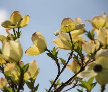 Cornus Ascona