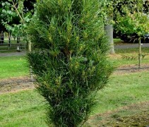 Frangula alnus 'Fine Line'