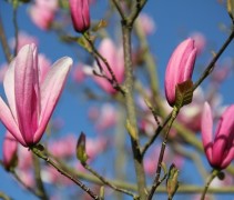 Magnolia 'Galaxy', meerstammige boom met roze bloemen
