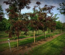 Valse Christusdoorn 'Rubylace' jonge bomen van kwekerij