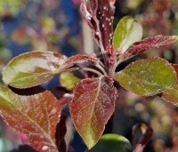 Malus toringo 'Scarlett' - Roodbladige sierappel 'Scarlett' - 1