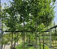 Ginkgo biloba - Japanse Notenboom - hoogstam in pot