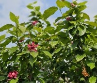 Sinocalycanthus chinensis 'Hartlage Wine' - Specerijstruik  'Hartlage Wine' - 1