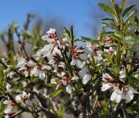 Prunus dulcis - Amandel - 1