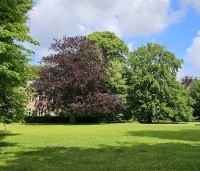 Fagus sylvatica 'Atropunicea' - Rode beuk - 1