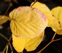 Corylopsis sinensis 'Spring Purple - Chinese schijnhazelaar - herfst