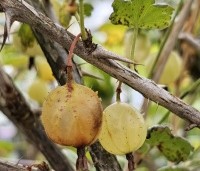 Ribes uva-crispa 'Hinnonmaki Grön' - Groene kruisbes  - 1