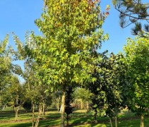Liquidambar 'Worplesdon' in oktober