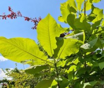 Magnolia macrophylla