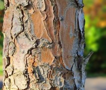 Pinus Wallichiana