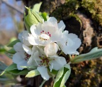 Pyrus communis 'Gieser Wildeman'