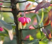 Euonymus Europaeus