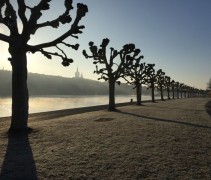 Platanus hispanica