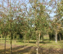 Sierappel 'Mandarin' hoogstam op kwekerij
