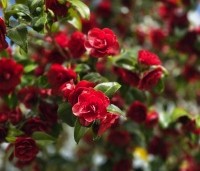 Camellia japonica 'Black Lace' - Camellia 'Black Lace' - 3