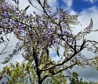Wisteria sinensis 'Prolific' - Blauwe Regen - 3
