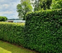 Fagus sylvatica - Groene beuk - haag