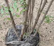 Aralia Elata