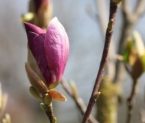 Magnolia Lennei