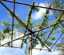 Pyrus salicifolia 'Pendula'