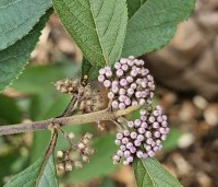 Callicarpa bodinieri 'Profusion' - Schoonvrucht - zomer