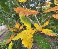 Quercus x turneri 'Pseudoturneri' - Semi- wintergroene eik 'Pseudoturneri' - 7