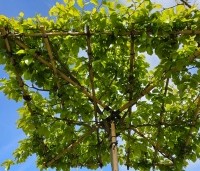 Quercus palustris - Moeraseik - 120x120 cm dak meerjarig geleid