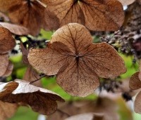 Hydrangea Quercifolia 'Ruby Slippers' - Roze bloeiende eikenblad hortensia - winterbeeld