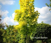 Acer plat. 'Princeton Gold' boom kroon voor Hollandse lucht