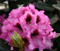 Rododendron 'Kokardia' roze bloemen met donkerrode kern