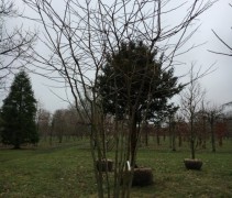 Valse christusdoorn, gleditsia triachantos