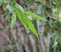 Salix alba - Schietwilg - 6
