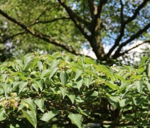 Cornus Kousa
