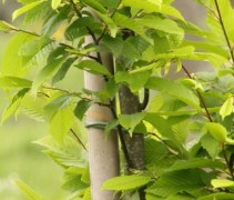 Jonge opplant Carpinus betulus 'Fastigiata'