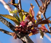Prunus Okame uitlopend blad