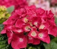 Hydrangea Forever & Ever Red - Hortensia Forever & Ever Red - 1