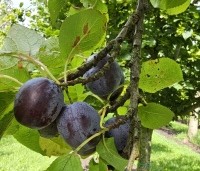 Prunus dom. 'Bleu de Belgique' - Prunus dom. 'Bleu de Belgique' - 1