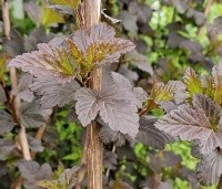 Physocarpus opulifolius 'Diabolo' - Blaasspiraea 'Diabolo' - blad in april