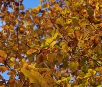 Fagus sylvatica 'Atropunicea' - Rode beuk - 4