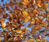 Fagus sylvatica 'Atropunicea' - Rode beuk - 3