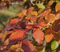 Fagus sylvatica 'Atropunicea' - Rode beuk - 1