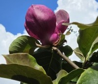 Magnolia soulangeana 'Lennei' - Beverboom - 3