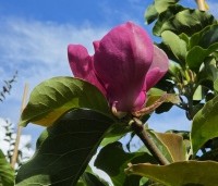 Magnolia soulangeana 'Lennei' - Beverboom - 2