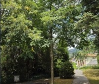 Tilia x europaea 'Euchlora' - Linde - 1