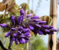 Wisteria brachybotrys 'Yokohama Fuji' - Paarse regen   - 1
