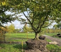 Carpinus betulus - Haagbeuk - kluit maken aan de klimboom voor de schoolkinderen in Alkmaar.  voorjaar 2025