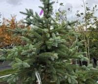 Picea pungens 'Glauca' - Blauwspar 'Glauca' - 3