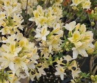 Rhododendron (AP)  'Daviesii' - Azalea 'Daviesii' - 3